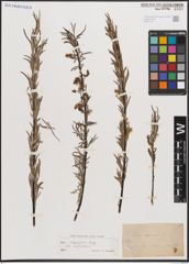 Foto von Salix eleagnos subsp. angustifolia (Cariot) Rech. f.